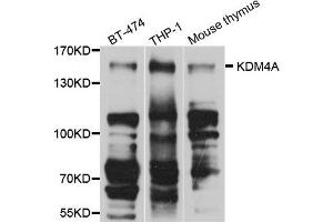 Western blot analysis of extract of various cells, using KDM4A antibody. (KDM4A 抗体)