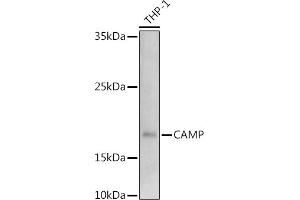 Western Blotting (WB) image for anti-Cathelicidin Antimicrobial Peptide (CAMP) (AA 31-170) antibody (ABIN3022306)