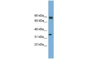 WB Suggested Anti-Ehf Antibody Titration:  0. (EHF 抗体  (Middle Region))