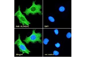(ABIN184581) Immunofluorescence analysis of paraformaldehyde fixed HepG2 cells, permeabilized with 0. (ALDH1A1 抗体  (C-Term))