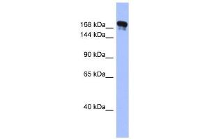 Synaptojanin 1 antibody used at 1 ug/ml to detect target protein. (Synaptojanin 1 抗体  (Middle Region))