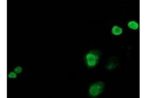 Immunofluorescence (IF) image for anti-Jun Proto-Oncogene (JUN) antibody (ABIN1498935) (C-JUN 抗体)