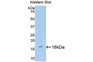 Western Blotting (WB) image for anti-Urocortin 3 (UCN3) (AA 24-149) antibody (ABIN1176009) (UCN3 抗体  (AA 24-149))