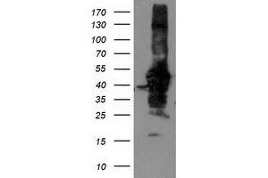Western Blotting (WB) image for anti-NIF3 NGG1 Interacting Factor 3-Like 1 (NIF3L1) antibody (ABIN1496618) (NIF3L1 抗体)