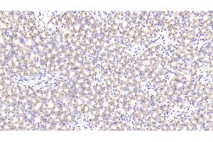 Detection of PRCP in Mouse Kidney Tissue using Polyclonal Antibody to Prolylcarboxypeptidase (PRCP) (PRCP 抗体  (AA 169-443))