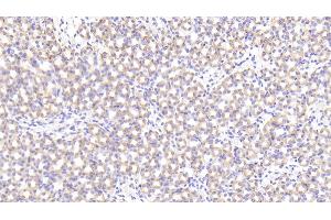 Detection of PRCP in Mouse Kidney Tissue using Polyclonal Antibody to Prolylcarboxypeptidase (PRCP) (PRCP 抗体  (AA 169-443))