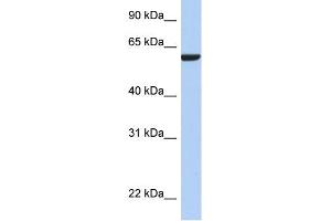 WB Suggested Anti-AMIGO3 Antibody Titration: 0. (AMIGO3 抗体  (N-Term))