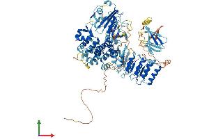 Protein Structure (PS) image for NLR Family, Pyrin Domain Containing 1B (NLRP1B) (AA 1-906) protein (His tag) (ABIN7563650)