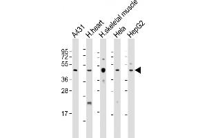 All lanes : Anti-TFDP2 Antibody (Center) at 1:2000 dilution Lane 1: A431 whole cell lysate Lane 2: human heart lysate Lane 3: human skeletal muscle whole cell lysate Lane 4: Hela whole cell lysate Lane 5: HepG2 whole cell lysate Lysates/proteins at 20 μg per lane. (DP2 抗体  (AA 175-208))