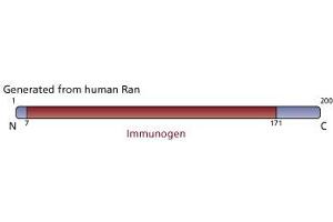 Image no. 3 for anti-RAN, Member RAS Oncogene Family (RAN) (AA 7-171) antibody (ABIN967913) (RAN 抗体  (AA 7-171))