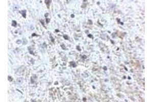 Immunohistochemistry of APP in mouse brain tissue with APP antibody at 2. (APP 抗体  (N-Term))