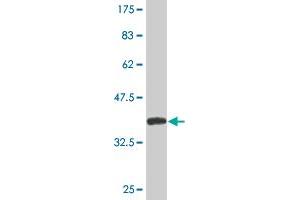 Western Blot detection against Immunogen (35.