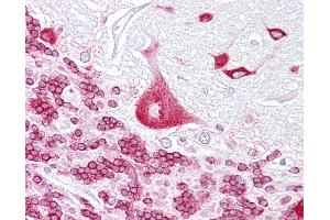 Anti-PURA antibody IHC of human brain, cerebellum. (PURA 抗体  (AA 108-157))