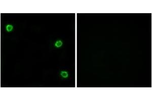 Immunofluorescence analysis of LOVO cells, using OR51Q1 Antibody. (OR51Q1 抗体  (AA 268-317))
