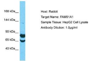 Host: Rabbit Target Name: FAM91A1 Sample Type: HepG2 Whole Cell lysates Antibody Dilution: 1. (FAM91A1 抗体  (C-Term))