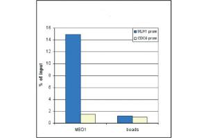 Chromatin Immunoprecipitation anti-MBD1 antibody Chromatin Immunoprecipitation performed with rabbit anti-MBD1 antibody. (MBD1 抗体  (N-Term))