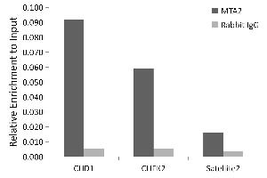 Chromatin immunoprecipitation analysis of extracts of HeLa cells, using MT antibody (243) and rabbit IgG.