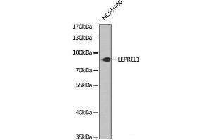 Western blot analysis of extracts of NCI-H460 cells using LEPREL1 Polyclonal Antibody at dilution of 1:1000. (LEPREL1 抗体)