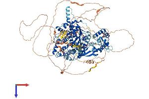 AlphaFold protein structure predicition of Mouse Recombinant Fam120c Protein, UniprotID Q8C3F2