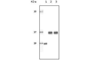Western Blotting (WB) image for anti-Steroid Receptor RNA Activator 1 (SRA1) (truncated) antibody (ABIN2464107) (SRA1 抗体  (truncated))