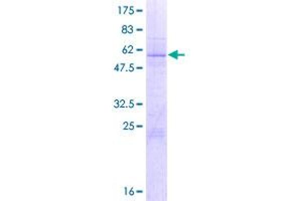 U2AF1 Protein (AA 1-240) (GST tag)