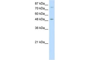 Western Blotting (WB) image for anti-Forkhead Box B1 (FOXB1) antibody (ABIN2461826) (FOXB1 抗体)
