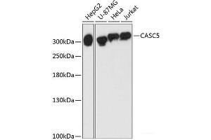 Western blot analysis of extracts of various cell lines using CASC5 Polyclonal Antibody at dilution of 1:3000. (CASC5 抗体)