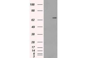 Image no. 2 for anti-P450 (Cytochrome) Oxidoreductase (POR) antibody (ABIN1497748) (POR 抗体)