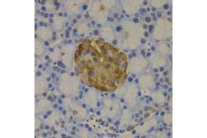 Immunohistochemistry of paraffin-embedded rat pancreas using GC antibody at dilution of 1:200 (400x lens).