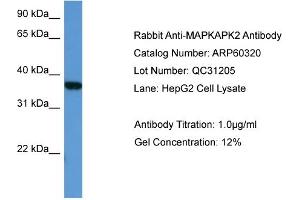 WB Suggested Anti-MAPKAPK2  Antibody Titration: 0. (MAPKAP Kinase 2 抗体  (Middle Region))