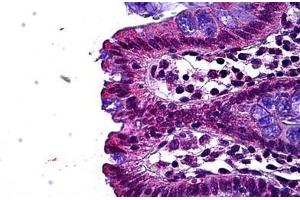 Human Colon, Epithelium: Formalin-Fixed, Paraffin-Embedded (FFPE) (LEO1 抗体  (AA 550-600))