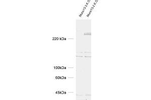 dilution: 1 : 1000, sample: brain homogenate from Munc13-2 and Munc13-3 K. (UNC13C 抗体  (AA 22-332))