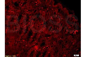 Formalin-fixed and paraffin embedded mouse stomach tissue labeled with Anti- PHOSPHO-PI3KCA(TYR317) Polyclonal Antibody, Unconjugated (ABIN711521) at 1:200 followed by conjugation to the secondary antibody Goat Anti-Rabbit IgG, PE conjugated used at 1:200 dilution for 40 minutes at 37 °C and DAPI staining (PIK3CA 抗体  (pTyr317))