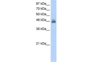 Western Blotting (WB) image for anti-RNA Binding Motif, Single Stranded Interacting Protein 1 (RBMS1) antibody (ABIN2462134) (RBMS1 抗体)