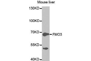 Western Blotting (WB) image for anti-Flavin Containing Monooxygenase 3 (FMO3) (AA 263-532) antibody (ABIN6219039) (FMO3 抗体  (AA 263-532))