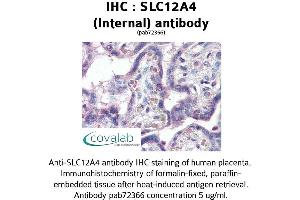 Image no. 1 for anti-Solute Carrier Family 12 (Potassium-Chloride Transporter) Member 4 (SLC12A4) (Internal Region) antibody (ABIN1739330) (SLC12A4 抗体  (Internal Region))