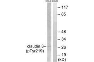 Western blot analysis of extracts from COLO205 cells treated with EGF 200ng/ml 30', using Claudin 3 (Phospho-Tyr219) Antibody. (Claudin 3 抗体  (pTyr219))