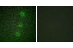 Peptide - +Immunofluorescence analysis of HUVEC cells, using B-RAF antibody. (SNRPE 抗体  (Internal Region))
