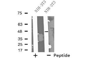 Western blot analysis of extracts from NIH-3T3 cells, using FOXD4 antibody. (FOXD4 抗体  (Internal Region))