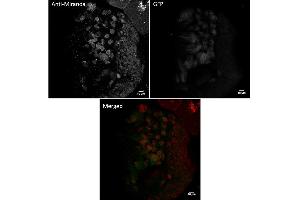 Immunofluorescence (IF) image for anti-Sarcolemma Associated Protein (SLMAP) (N-Term) antibody (ABIN7273027) (SLMAP 抗体  (N-Term))