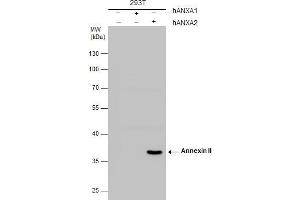 Western Blotting (WB) image for anti-Annexin A2 (ANXA2) (N-Term) antibody (ABIN2857036)