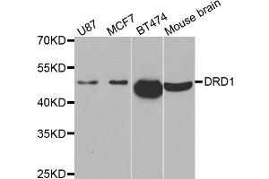 Western blot analysis of extracts of various cell lines, using DRD1 antibody. (Dopamine Receptor d1 抗体)