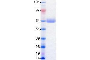 Validation with Western Blot