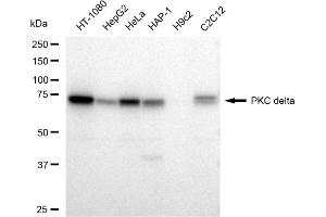 anti-Protein Kinase C, delta (PKCd) antibody