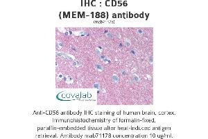 Image no. 1 for anti-Neural Cell Adhesion Molecule 1 (NCAM1) antibody (ABIN1724016) (CD56 抗体)
