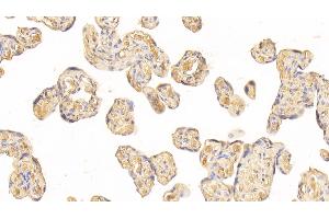 Detection of AT in Human Placenta Tissue using Monoclonal Antibody to Antithrombin (AT) (SERPINC1 抗体)