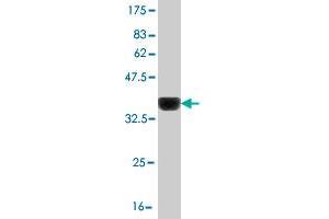 Western Blot detection against Immunogen (36. (LHX4 抗体  (AA 208-306))