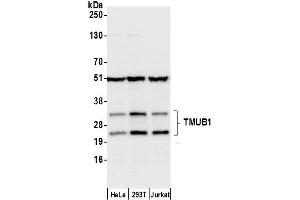 anti-Transmembrane and Ubiquitin-Like Domain Containing 1 (TMUB1) (AA 50-100) antibody