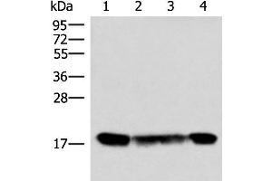 Western blot analysis of 293T and 231 cell lysates using PEMT Polyclonal Antibody at dilution of 1:800 (PEMT 抗体)