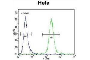 Flow cytometric analysis of Hela cells using POLR1B Antibody (N-term) Cat. (POLR1B 抗体  (N-Term))